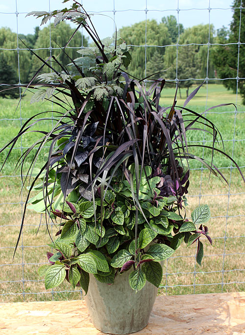 container contest entrant