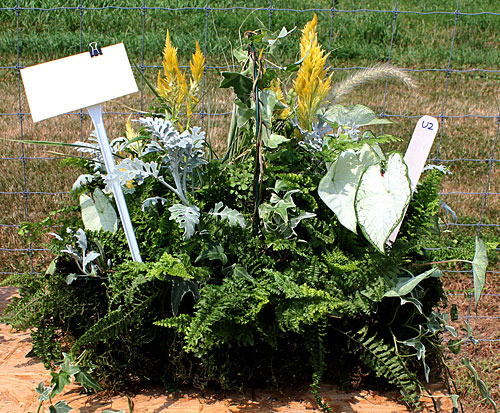 container contest entrant