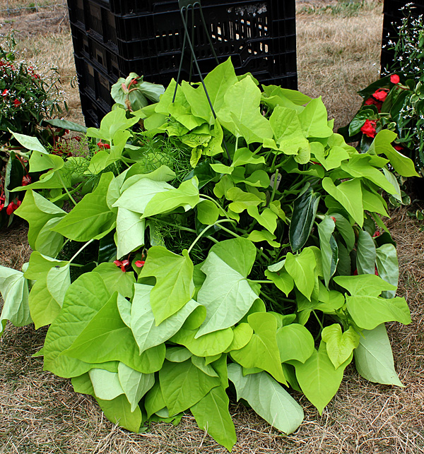 container contest entrant