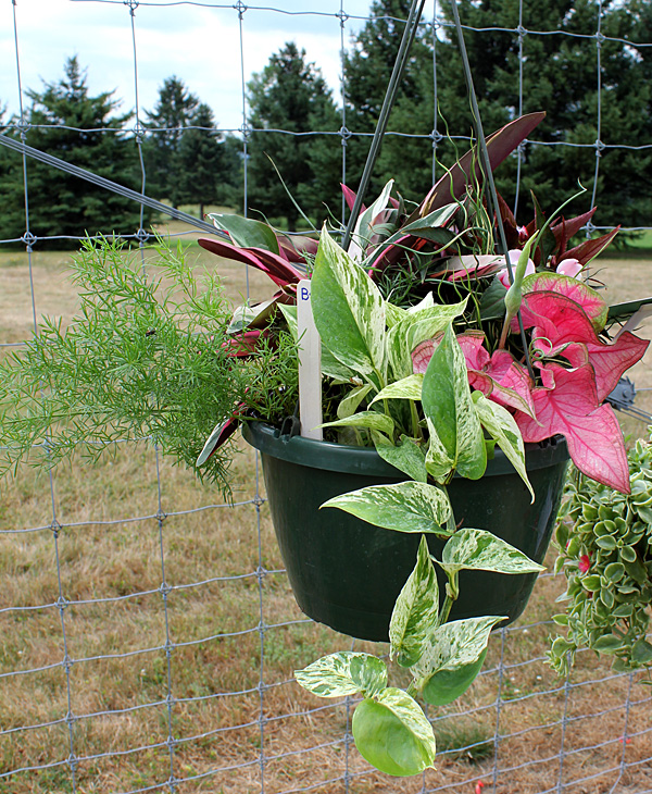 container contest entrant