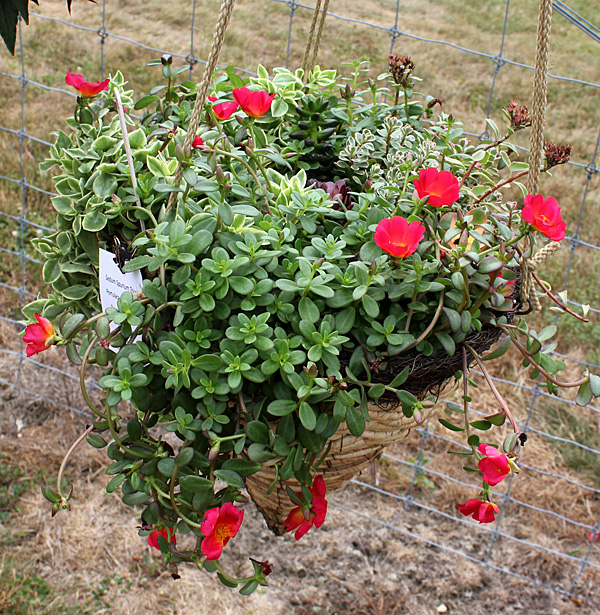 container contest entrant