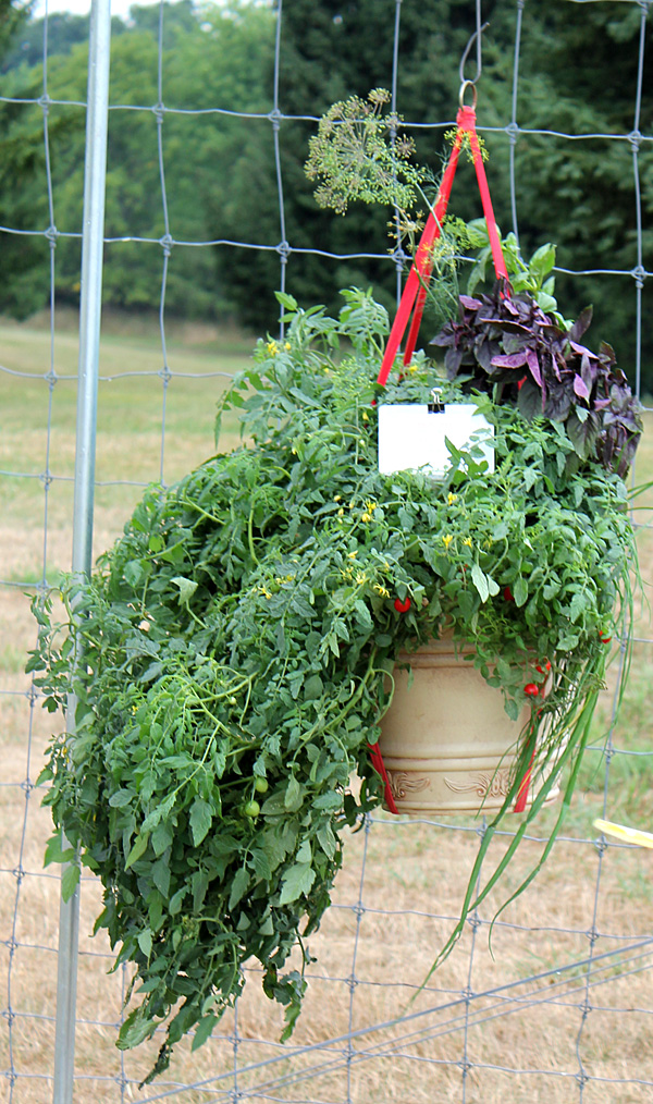 container contest entrant