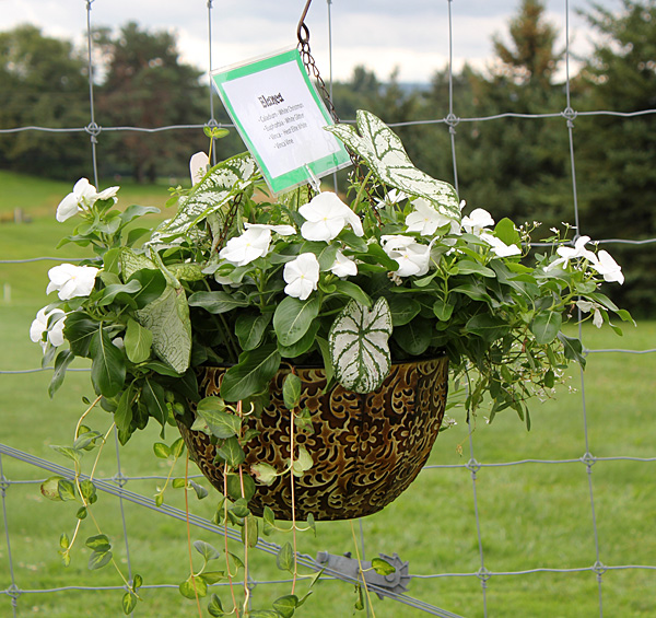 container contest entrant