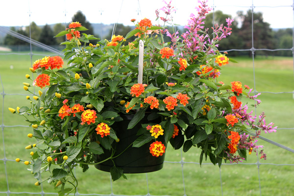 container contest entrant