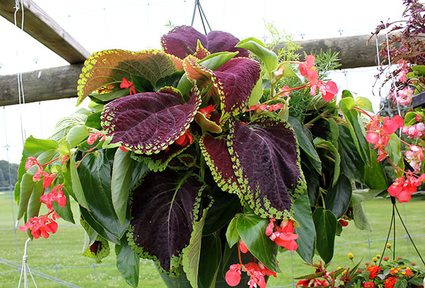 container contest entrant