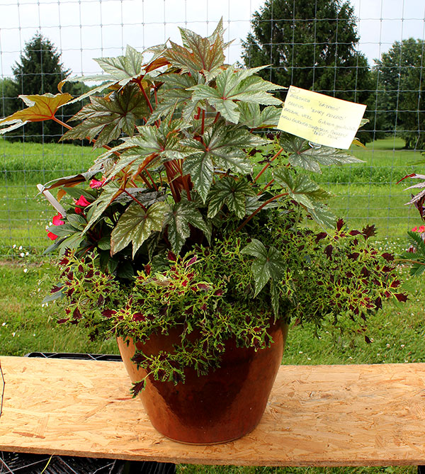 container contest entrant