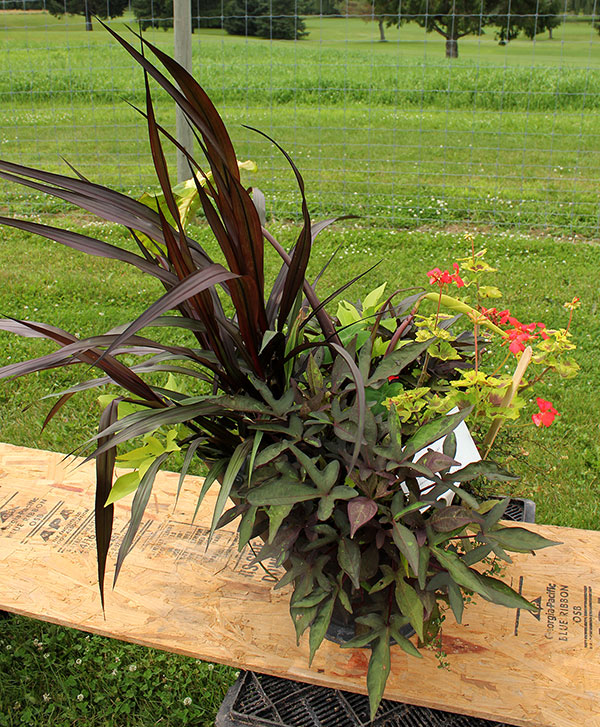 container contest entrant