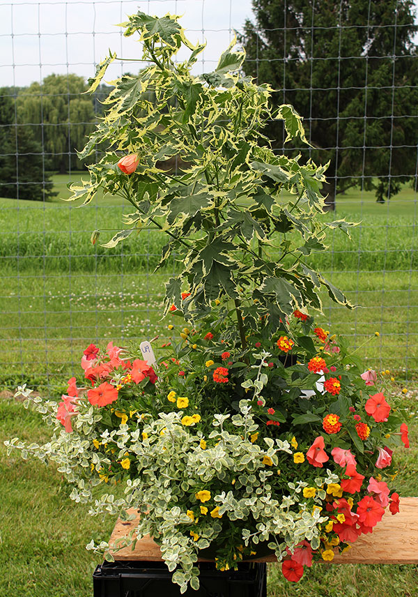 container contest entrant