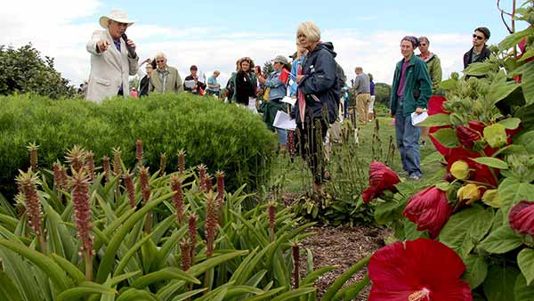 armitage and eucomis