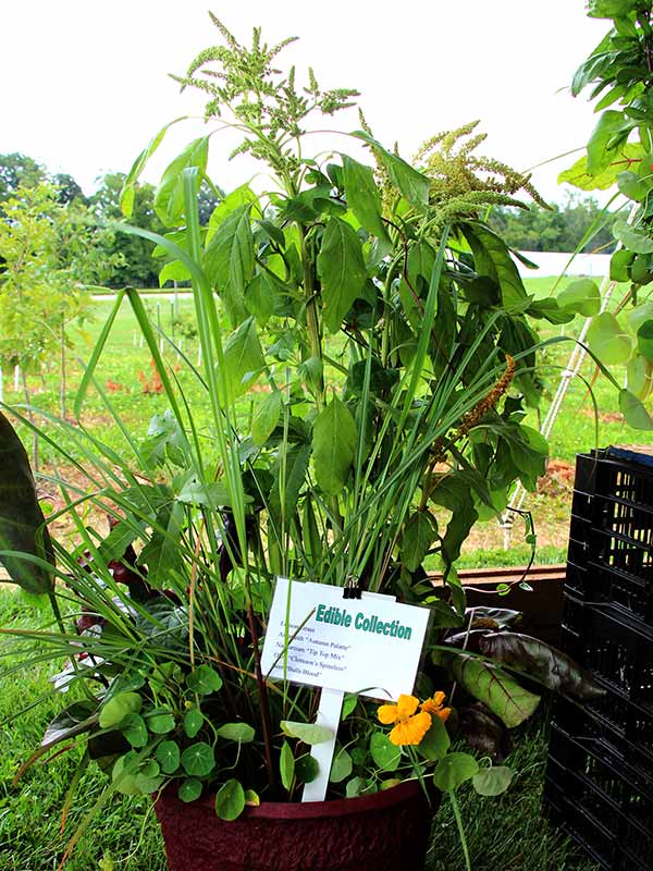 container contest entrant