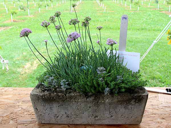 container contest entrant