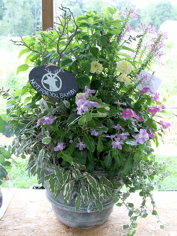 container contest entrant