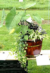 Matterhorn Nursery	Noah Schwartz	Spring Valley, NY