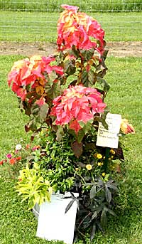Matterhorn Nursery	Noah Schwartz	Spring Valley, NY