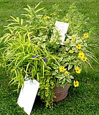 Matterhorn Nursery	Noah Schwartz	Spring Valley, NY