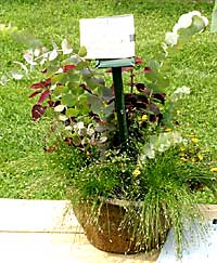 Matterhorn Nursery	Noah Schwartz	Spring Valley, NY