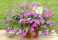 Mark Adams Greenhouse	Sue Adams	Poughkeepsie, NY