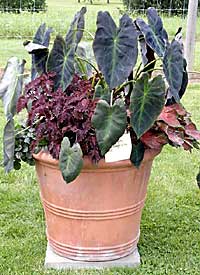 Fernleigh Greenhouse - The Clarke Foundation	Kim Ludemann	Cooperstown, NY