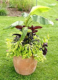 Matterhorn Nursery	Noah Schwartz	Spring Valley, NY