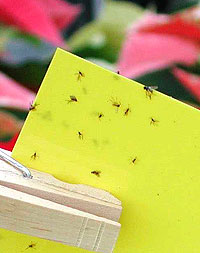 sticky card