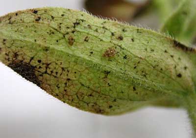 Aster - lacebug injury