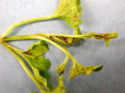 Lamiastrum - cyclamen mite injury