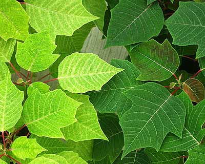 Poinsettia - Lewis mite injury