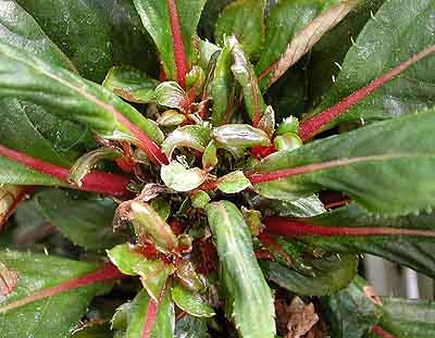 New Guinea impatiens - cyclamen mite injury