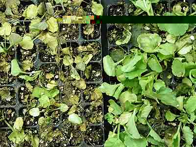 Pansy - Phytophthora crown rot