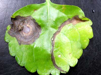 Swedish ivy - INSV (impatiens necrotic spot virus)
