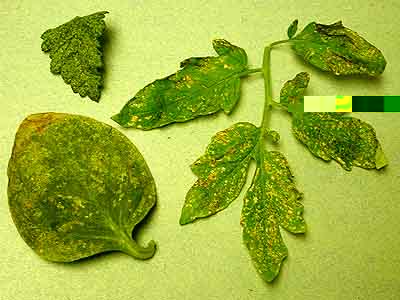 Assorted hosts - thrips feeding injury