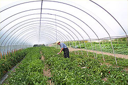 High tunnel tomatoes