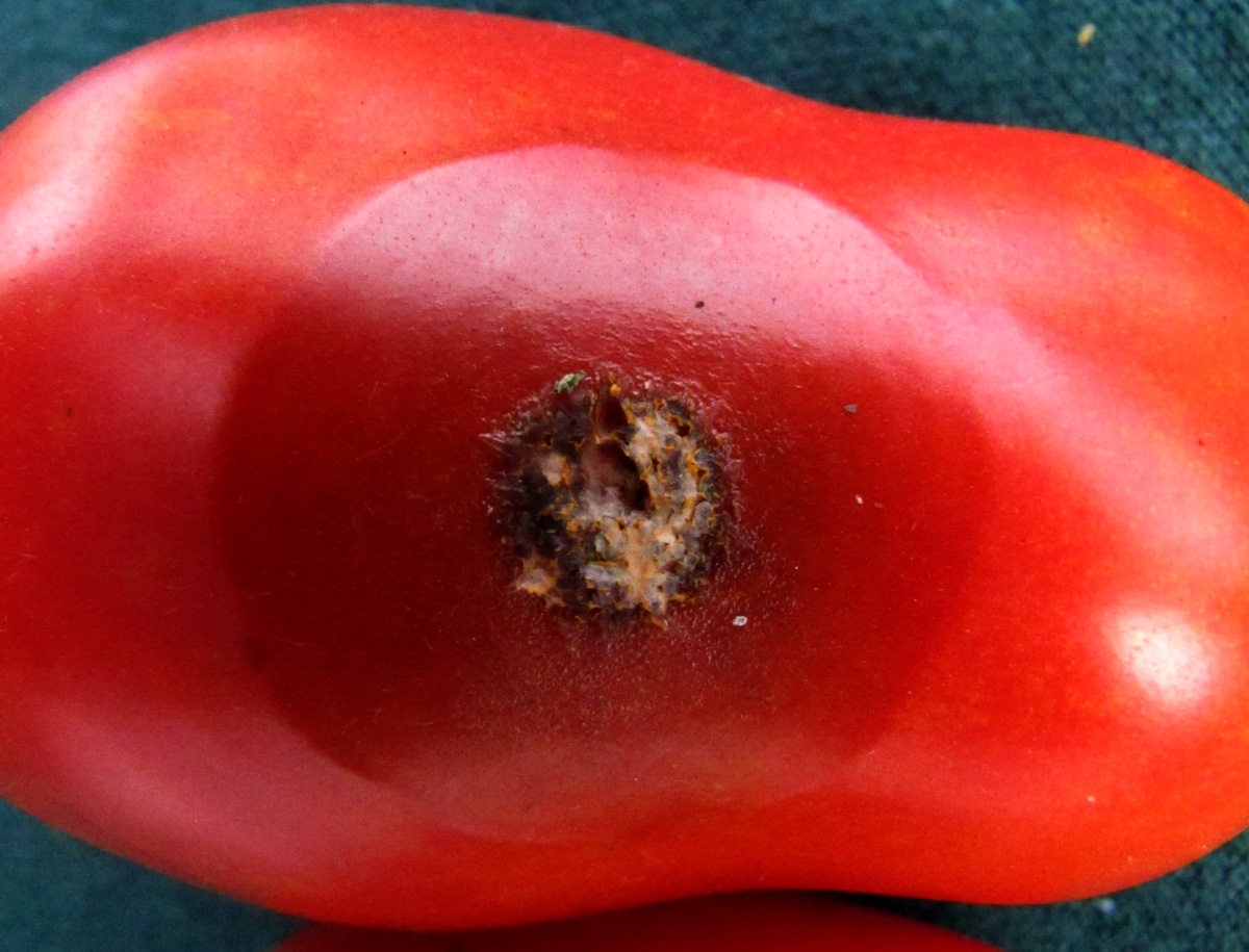 Anthracnose on tomatoes