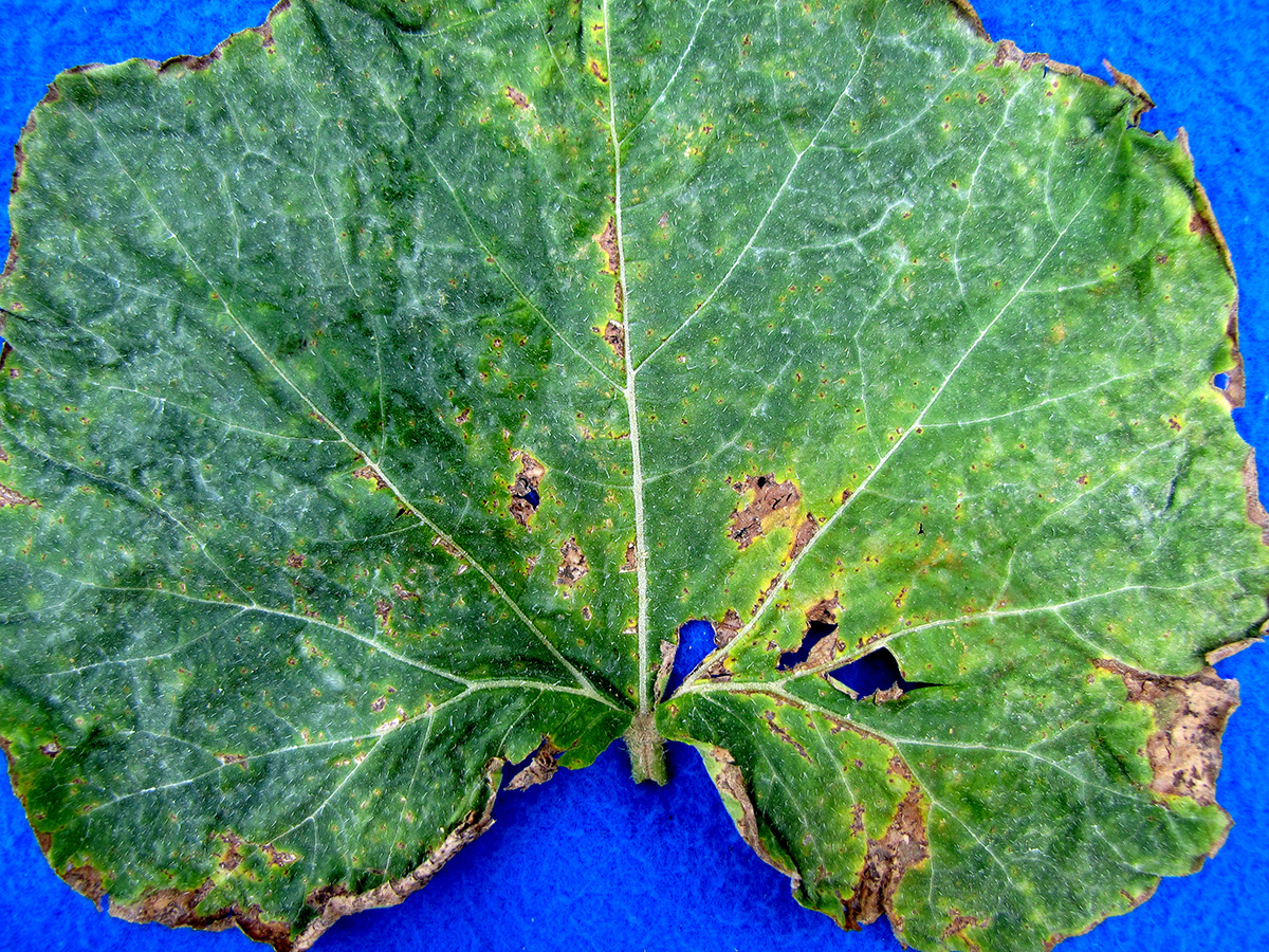 Bacterial Leaf Spot How To Identify And Control This vrogue.co