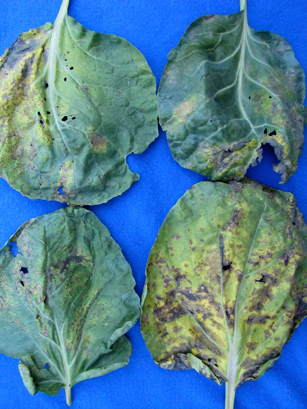 Bacterial leaf spot on cauliflower Vegetable Pathology Long Island