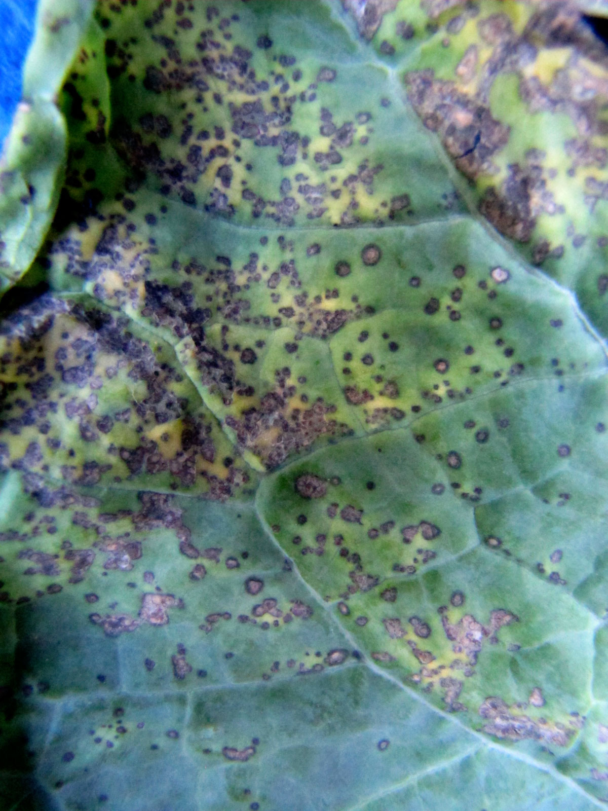 Bacterial leaf spot on cauliflower Vegetable Pathology Long Island