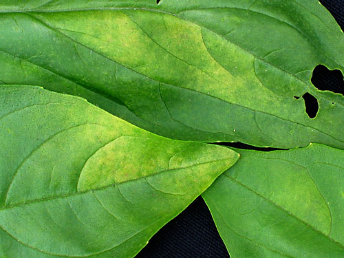 downy mildew on basil