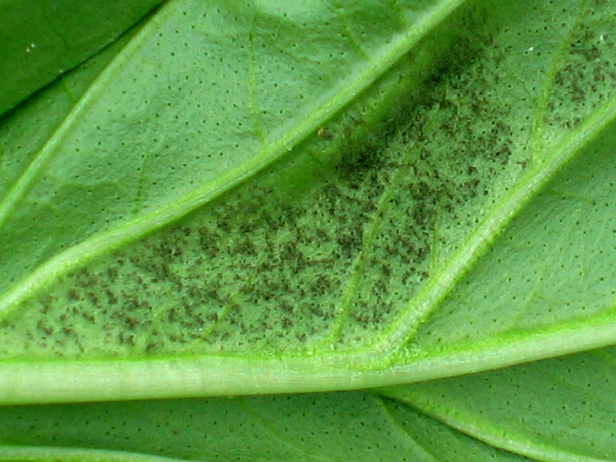 Downy mildew on basil
