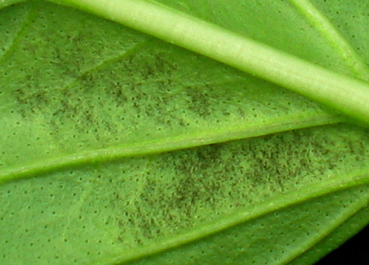 Downy mildew on basil