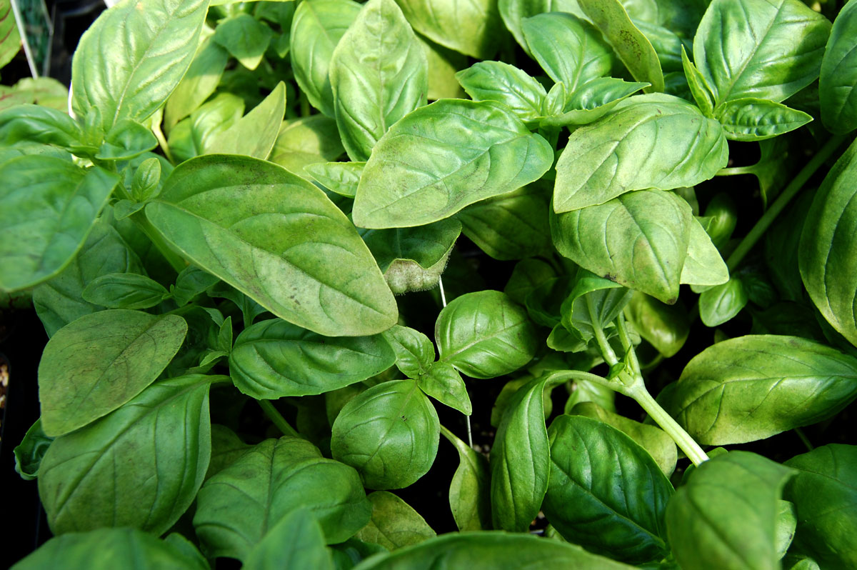 basil downy mildew basil downy mildew