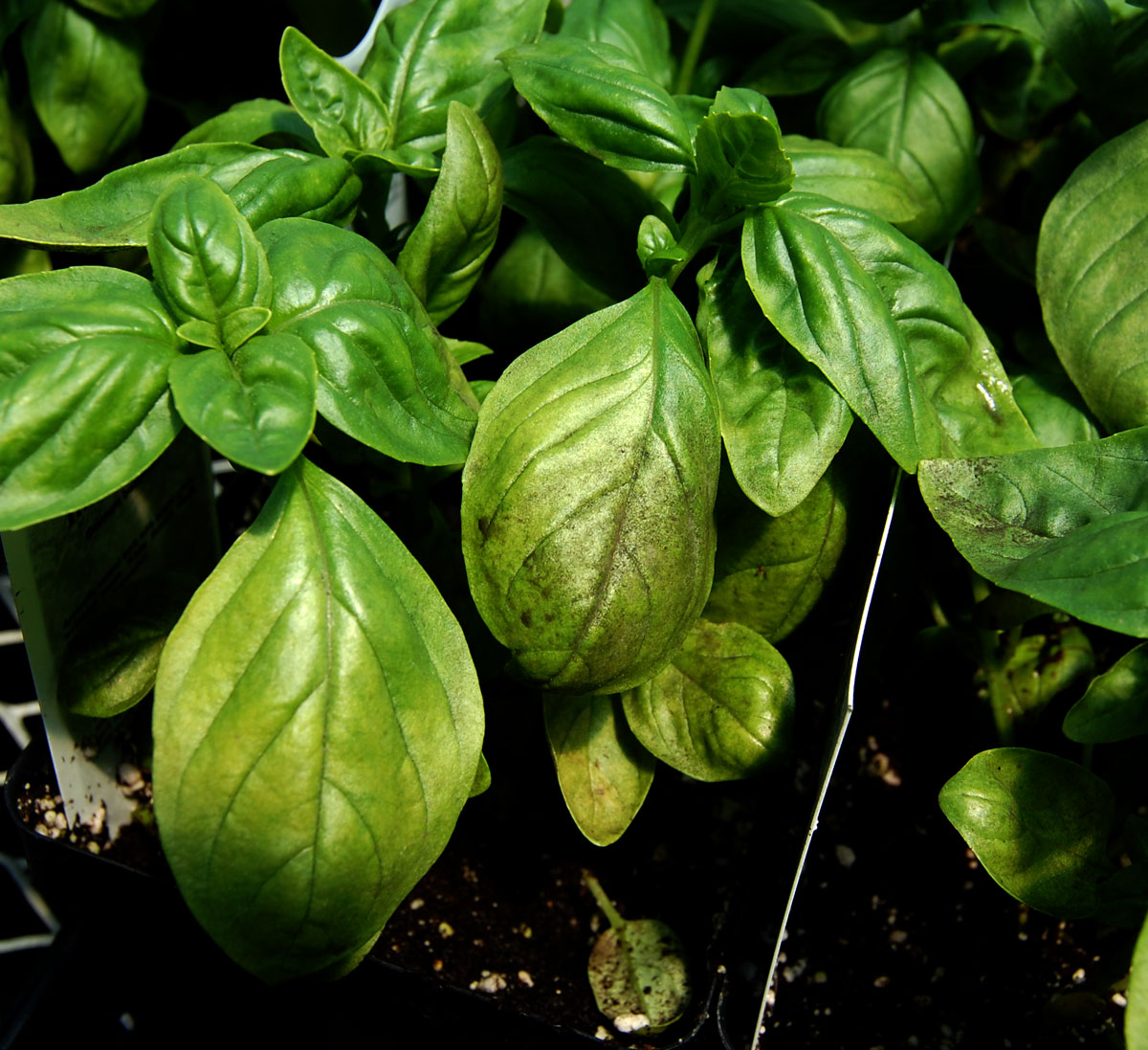 Downy mildew on basil