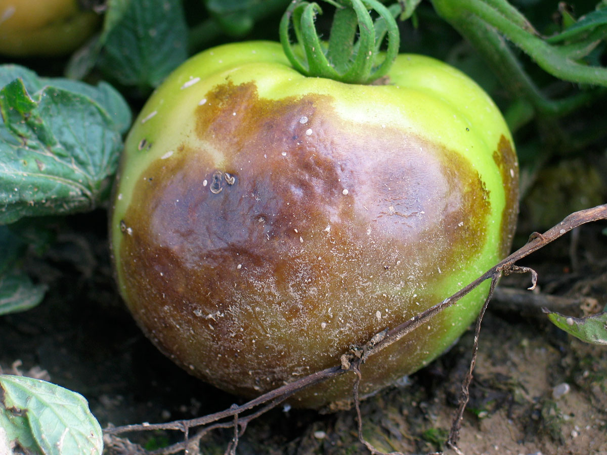 Rotting Of Fruits And Vegetables