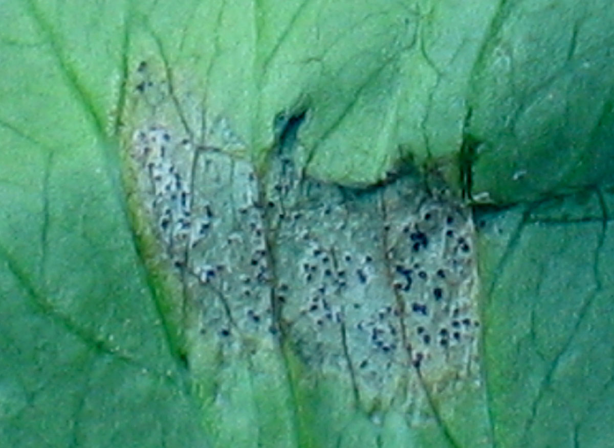 Septoria leaf spot on celery