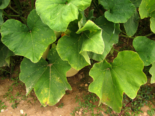 downy mildew symptoms on squash leaves