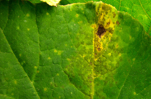 downy mildew symptoms on leave