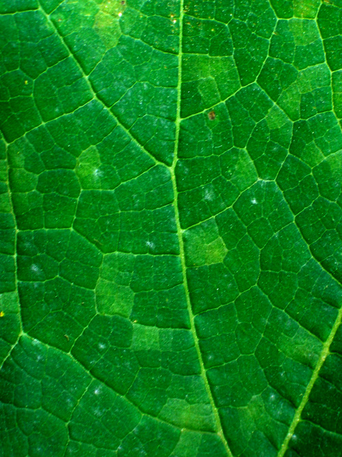 disease symptoms on upper side of leaf
