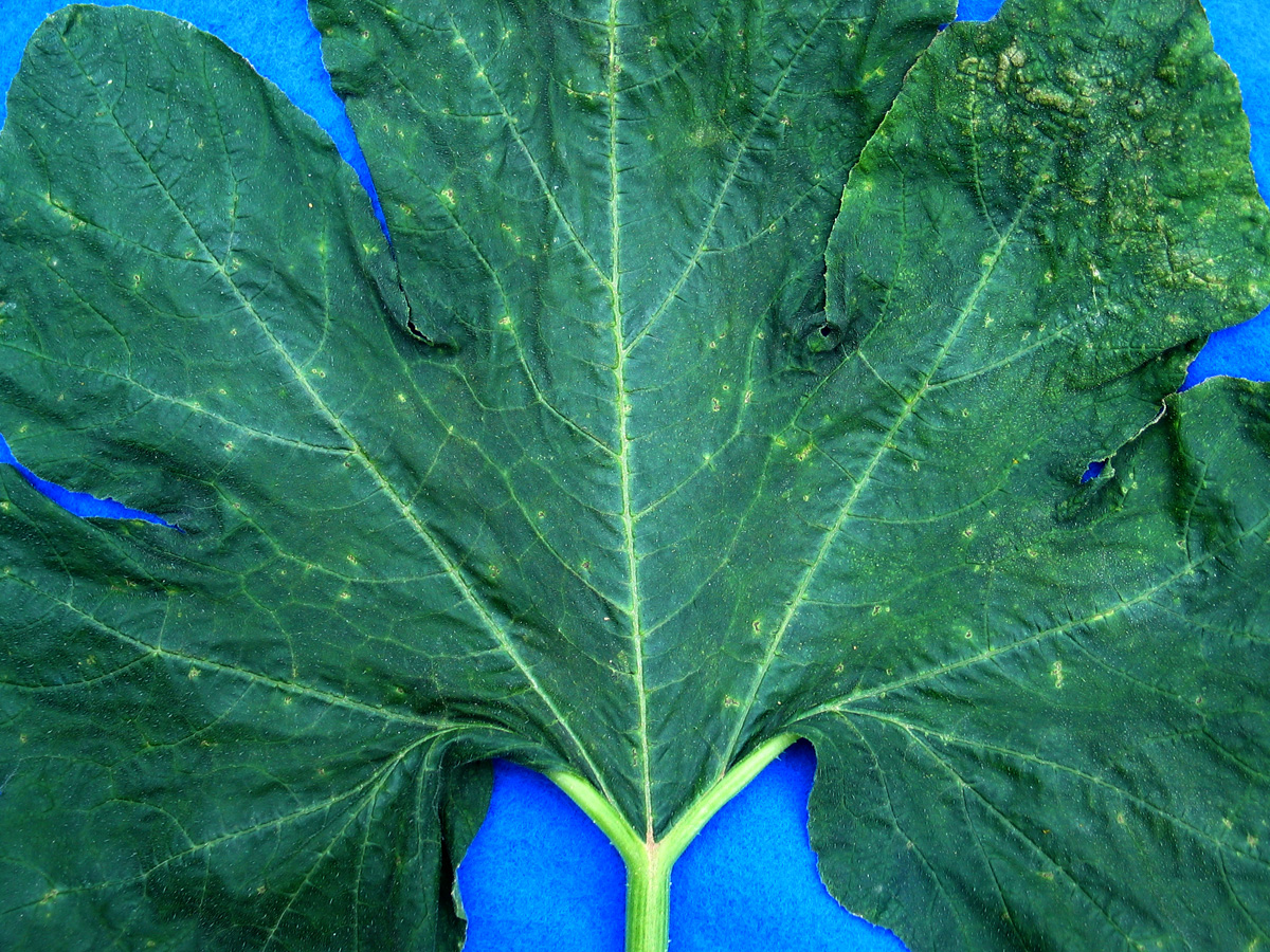 symptoms on leaf