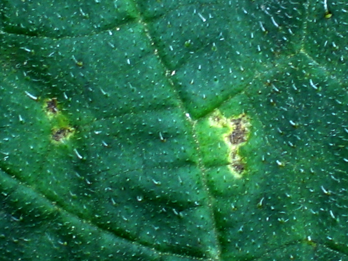 downy mildew