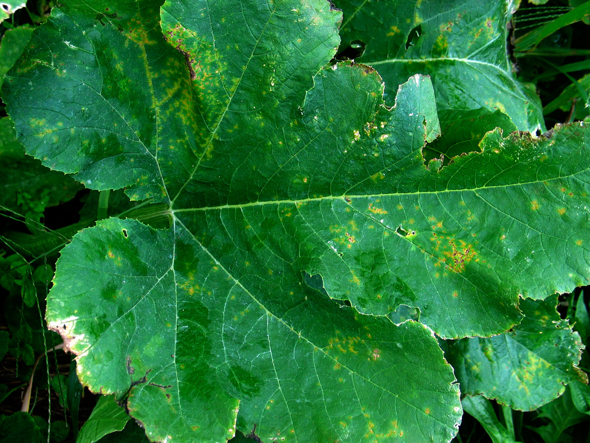 disease symptoms on leaf