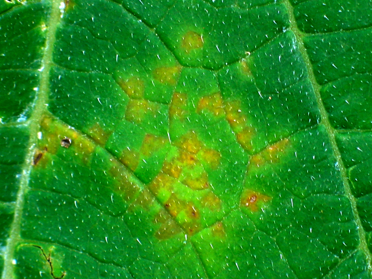disease symptoms on leaf